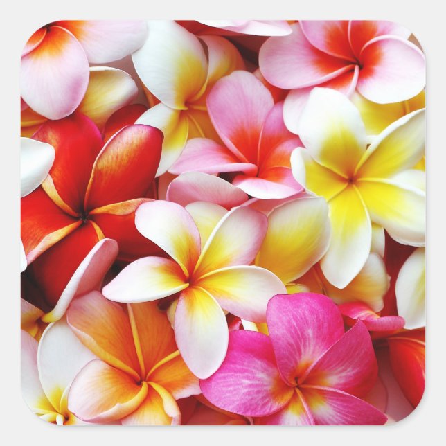 Adesivo Quadrado Flor Plumeria Frangipani Hawaii Personalizado (Frente)