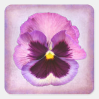 Flor Púrpura Rosa