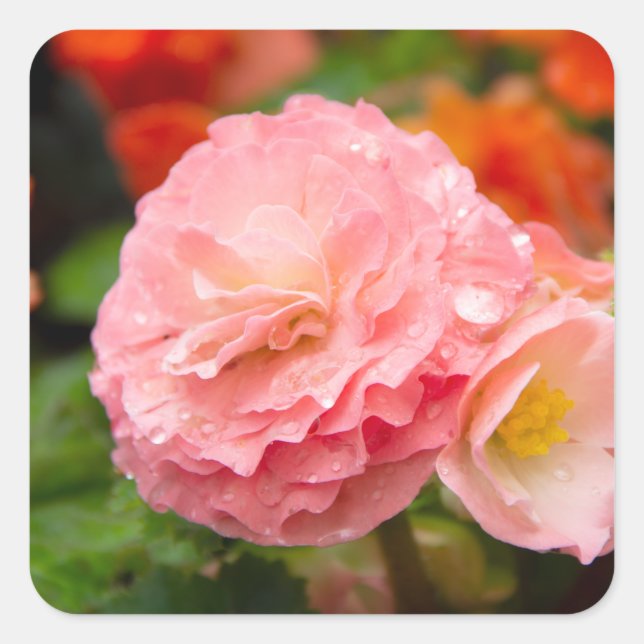 Adesivo Quadrado Flor rosa delicada após a chuva (Frente)