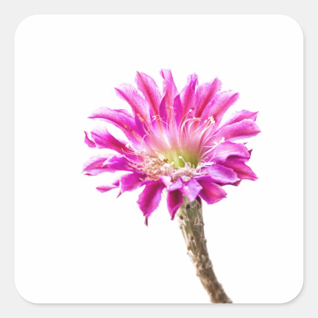 Adesivo Quadrado Flor rosa do cacto Piazza em flor (Frente)