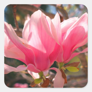Adesivo Quadrado Flor Rosa Magnolia