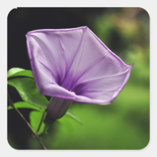 Adesivo Quadrado Flor Roxo em Fundo Verde