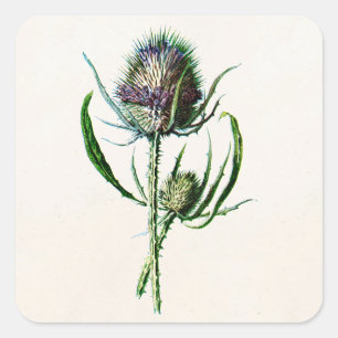Adesivo Quadrado Flor selvagem do cardo escocês velho do vintage