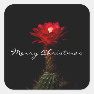 Adesivo Quadrado Flor vermelha do cacto da tocha, Feliz Natal