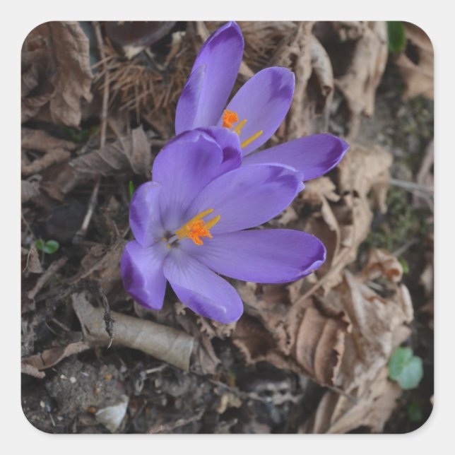 Adesivo Quadrado Floração em Púrpura Crocus (Frente)