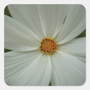 Adesivo Quadrado Floral de flor silvestre de verão do Cosmos Branc