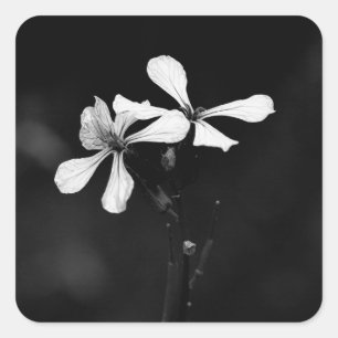 Adesivo Quadrado floral preto e branco minimalista
