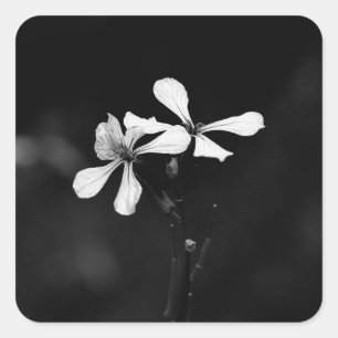 Adesivo Quadrado floral preto e branco minimalista