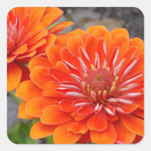 Adesivo Quadrado Flores alaranjadas do Zinnia