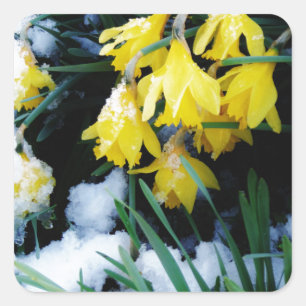 Adesivo Quadrado Flores amarelas Daffodils na neve