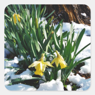 Adesivo Quadrado Flores amarelas Daffodils na neve