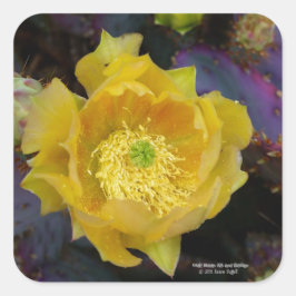 Adesivo Quadrado Flores amarelas de pera púrpura da opuntia cacto