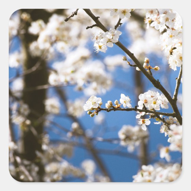 Adesivo Quadrado Flores Brancas diante de um céu branco (Frente)