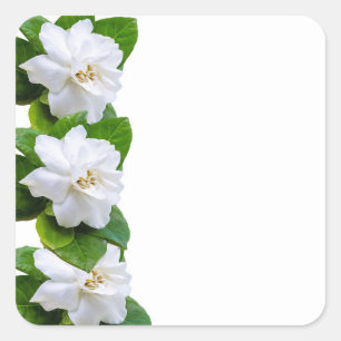 Adesivo Quadrado Flores brancas e bonitas de jardinagem em branco