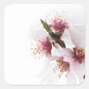 Adesivo Quadrado Flores de amêndoa cobertas de neve