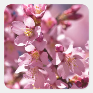 Adesivo Quadrado Flores de Cerejeira Sakura Beijadas pela Luz do So