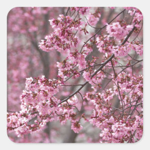Adesivo Quadrado Flores de Cerejeira Sakura Cor-de-Rosa Fluindo