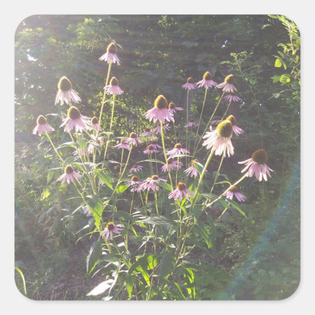 Adesivo Quadrado Flores de Echinacea ao Sol (Frente)