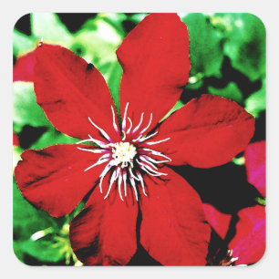 Adesivo Quadrado Flores de escalada do Clematis vermelho