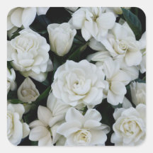 Flores de Gardenia