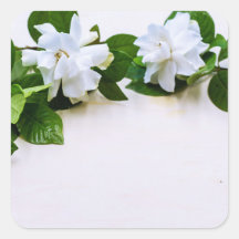 Flores de Gardenia Branca