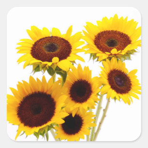 Adesivo Quadrado Flores de Girassol Amarelo para Casamento Festa