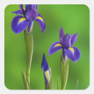 Adesivo Quadrado Flores de Íris