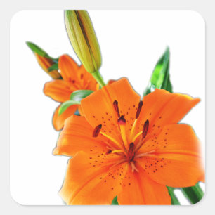 Adesivo Quadrado flores de lírio douradas
