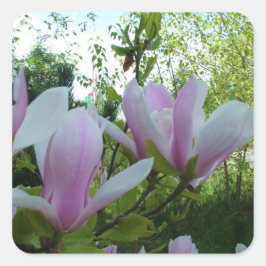 Adesivo Quadrado Flores de magnólia púrpura primavera