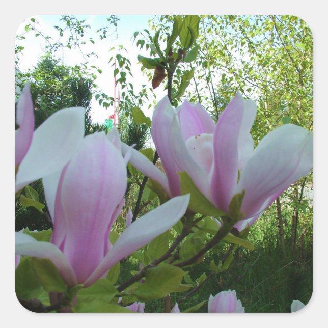 Adesivo Quadrado Flores de magnólia púrpura primavera (Frente)