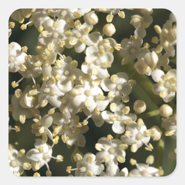 Adesivo Quadrado Flores de morango (Sambucus nigra) (Frente)