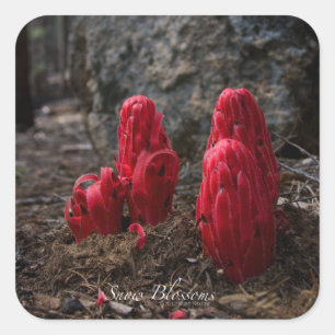 Adesivo Quadrado Flores de Neve