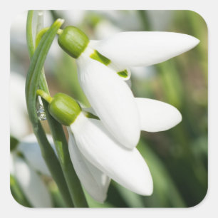 Adesivo Quadrado Flores de neve