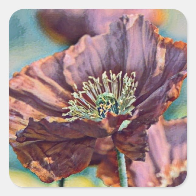 Adesivo Quadrado Flores de papoila cor-de-laranja roxa (Frente)