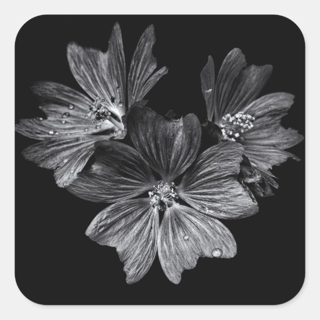 Adesivo Quadrado Flores De Quintal A Preto E Branco N.O 11 (Frente)
