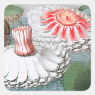 Adesivo Quadrado Flores de Waterlily Vintage em Pond do Jardim