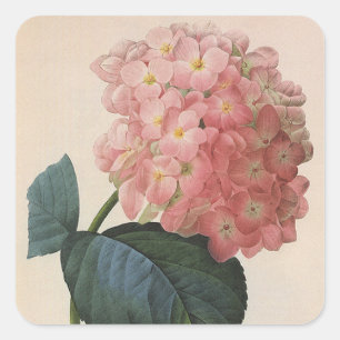 Adesivo Quadrado Flores do jardim do vintage, Hortensia cor-de-rosa