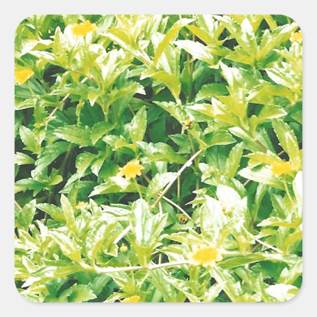 Adesivo Quadrado Flores e Plantas em Verão (Frente)