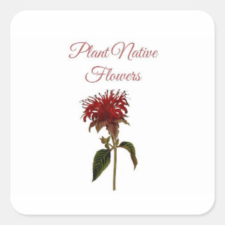 Adesivo Quadrado Flores Nativas da Planta Monarda