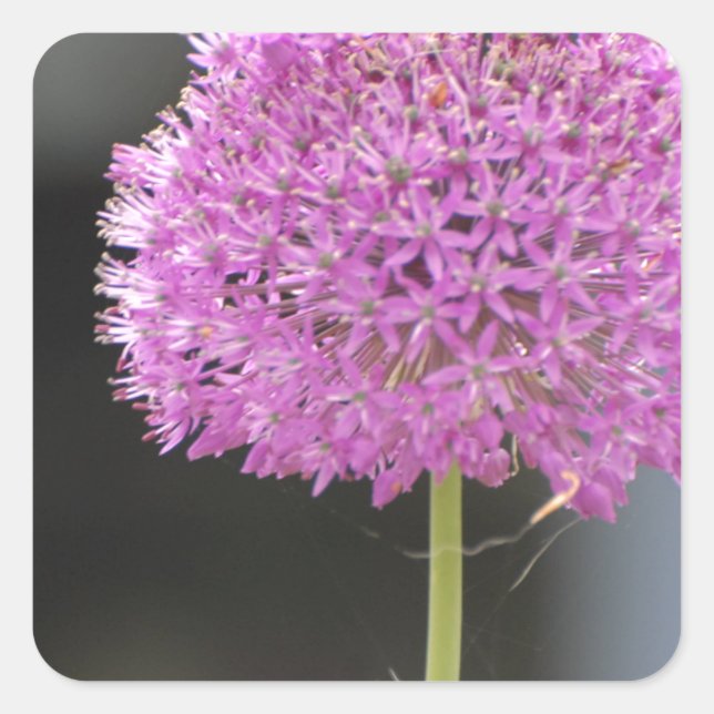 Adesivo Quadrado Flores para Todos (Frente)