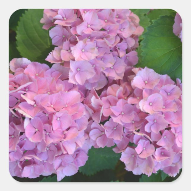 Adesivo Quadrado Flores rosa pastel Hortensia hydrangea (Frente)