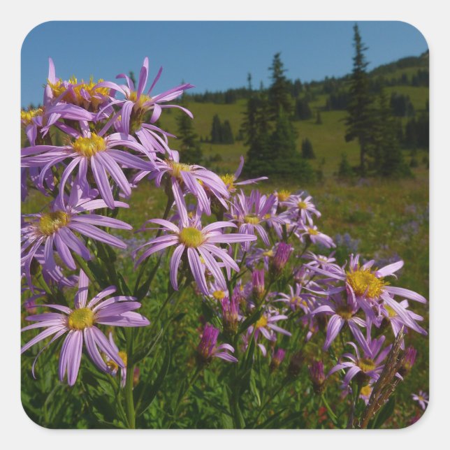 Adesivo Quadrado Flores Roxas de Áster no Monte Rainier (Frente)