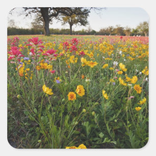 Adesivo Quadrado Flores silvestres à beira da estrada no Texas, pri