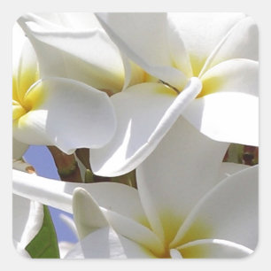 Adesivo Quadrado Flores Tropicais Plumeria
