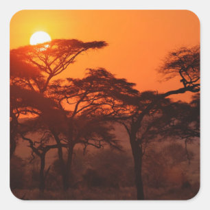 Adesivo Quadrado floresta de Acácia silhuetada ao pôr do sol, Taran