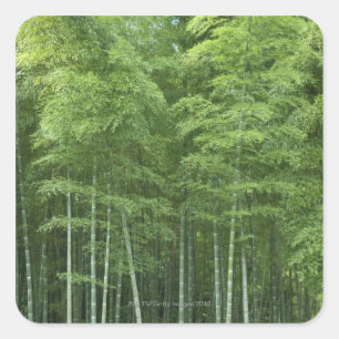 Adesivo Quadrado Floresta de bambu