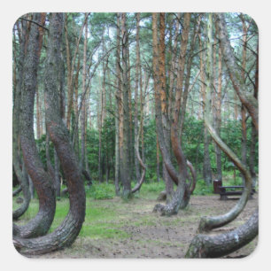 Adesivo Quadrado Floresta torrada - Polônia