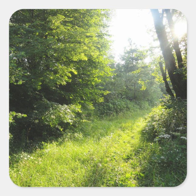 Adesivo Quadrado Floresta Verde (Frente)