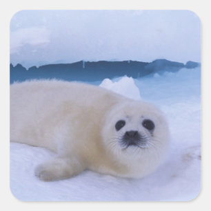Adesivo Quadrado Foca Harpa América do Norte, Canadá, Quebec
