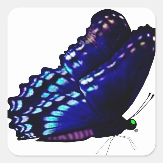 Adesivo Quadrado Focas de Envelope Borboleta (Frente)